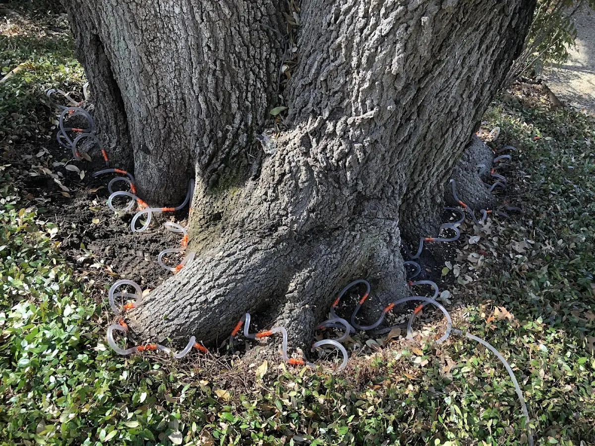 Detailed Tree Cabling and Bracing job site in Grovertown
