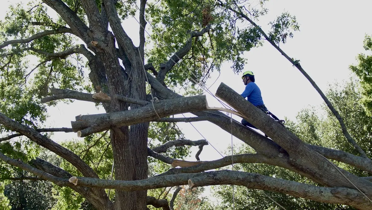 Professional Crown Thinning performed by certified arborists in Grovertown